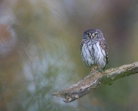 Ecoutez Les Rapaces Nocturnes Sur Chant Oiseaux Fr