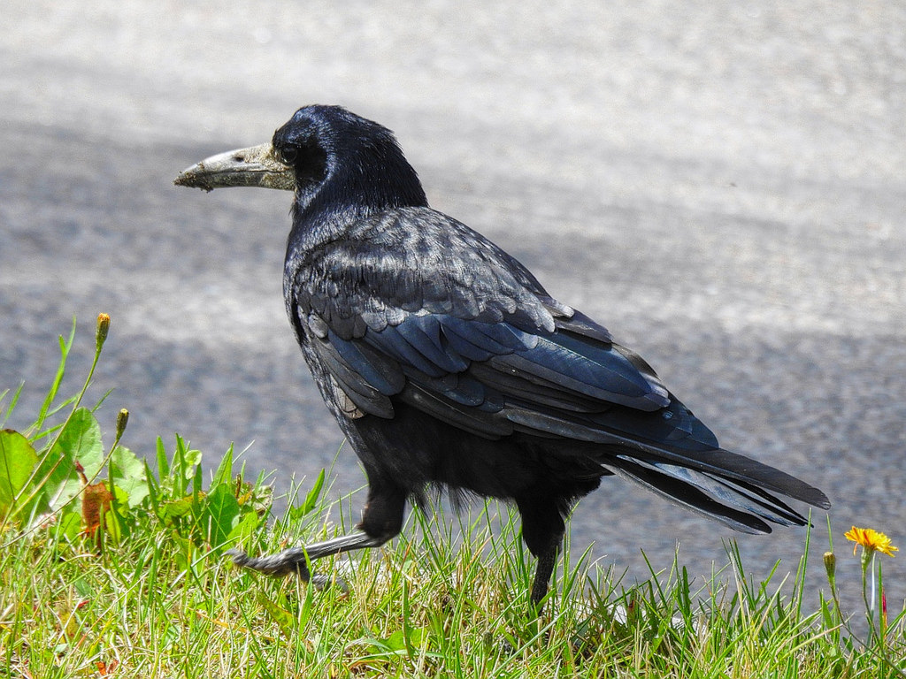 Corbeau Freux Ecoutez Le Chant Cri Melodie Son